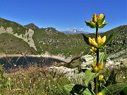 21 Gentiana punctata (Genziana maculata) con vista sul Lago Moro e verso il Disgrazia a dx